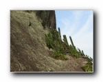 Papagaio (05) Cacti up here at 982m